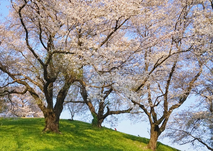 2-八代ー古墳桜