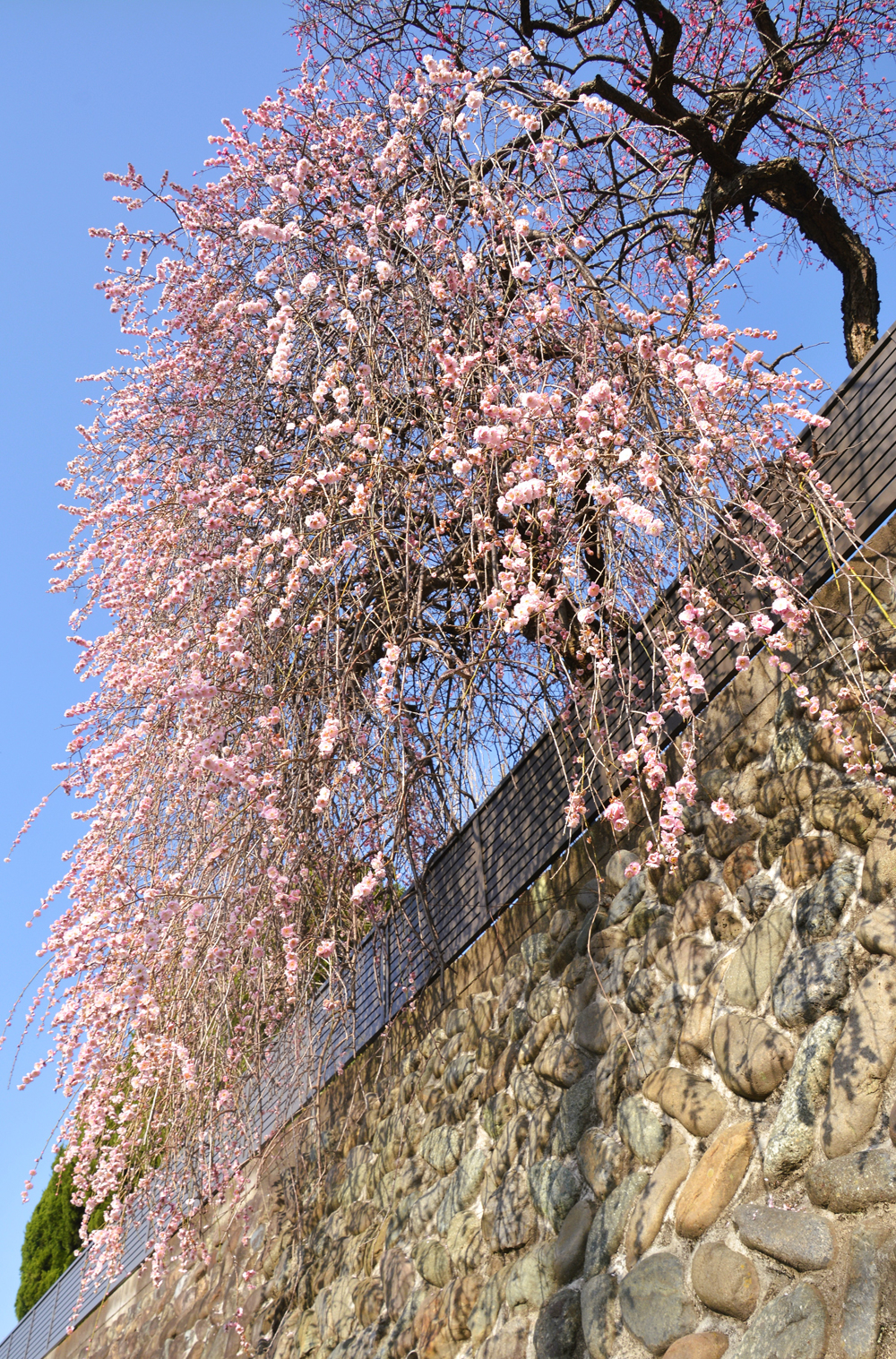 3-梅香ふたたび-栗田幸三郎-2