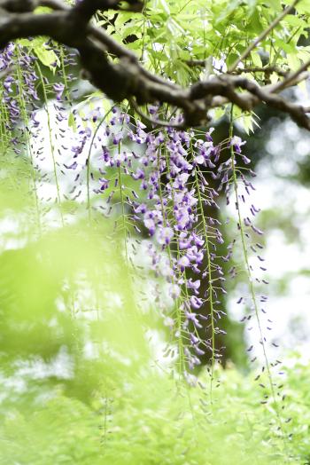 ４－藤の花-加藤邦夫