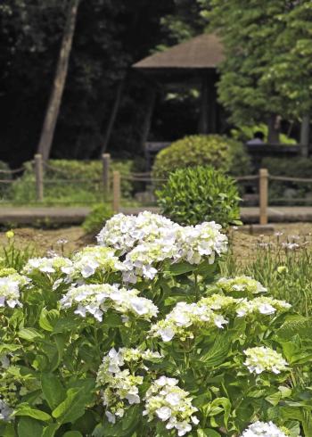 6-紫陽花園-八代一二-2