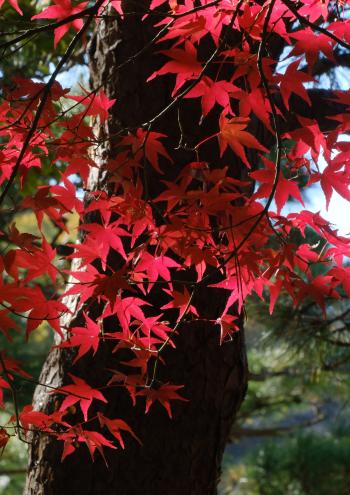 4-紅葉点描-山口順正　