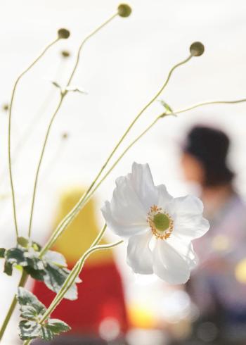 5-秋牡丹ー八代一二