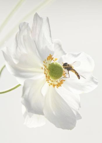 5-秋牡丹-八代一二