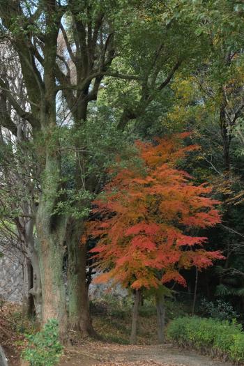 6-悠久の懐-福井和子