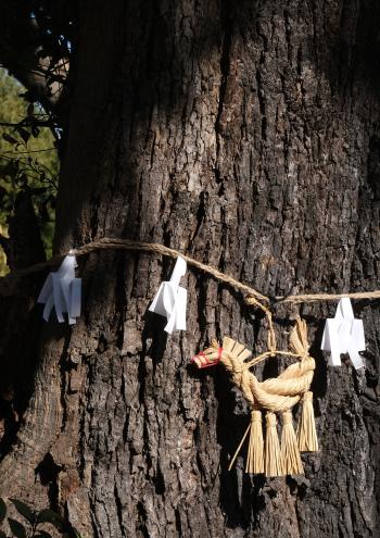 5-御神木に願う-山口順正