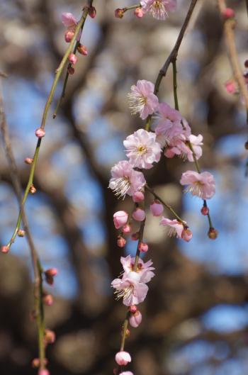 7-梅花香る -栗田幸三郎