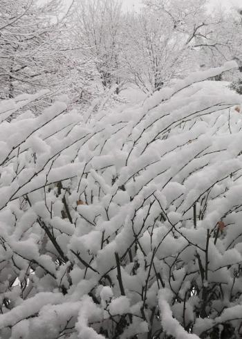 4-淡雪-八代一二