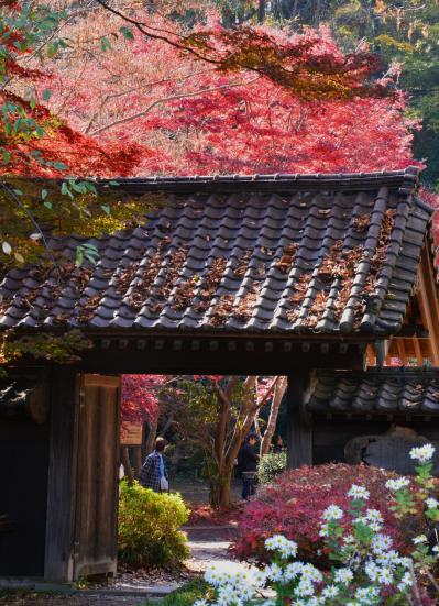 7-晩秋の華 ー栗田幸三郎