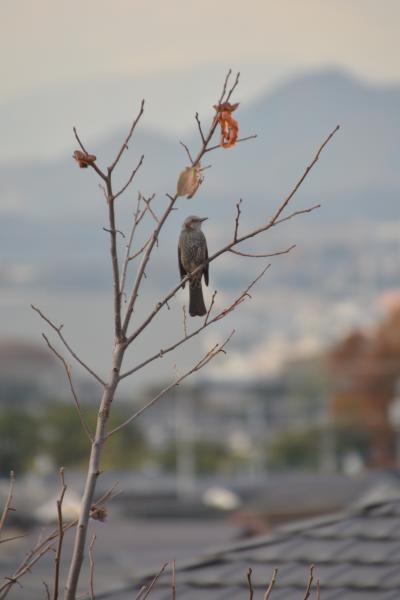 09晩秋 残柿　栗田幸三郎