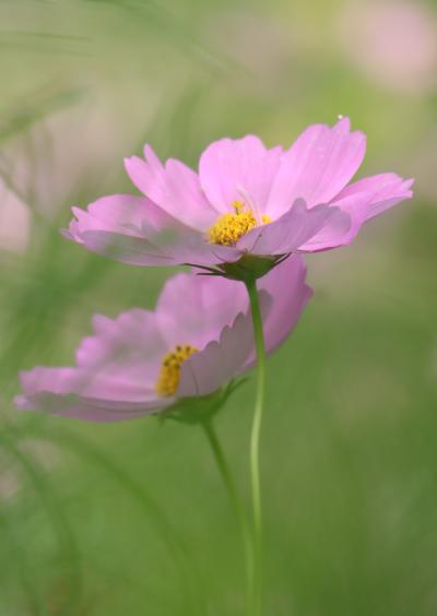 2-秋の訪れ-斉藤幸子