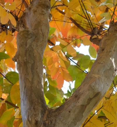 8-美しい11月-福井和子