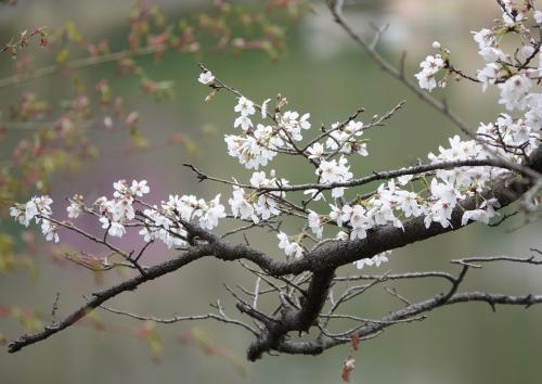 04 八代 桜(薬師池)