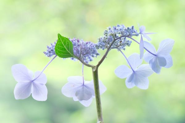 05山口　6月の泉の森