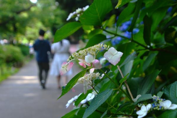 09栗田　初夏の彩り