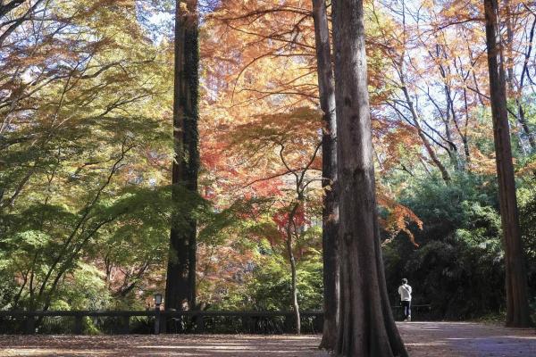 08大原　秋の風物詩