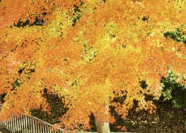 ７－錦織りなす紅葉-八代一二-2