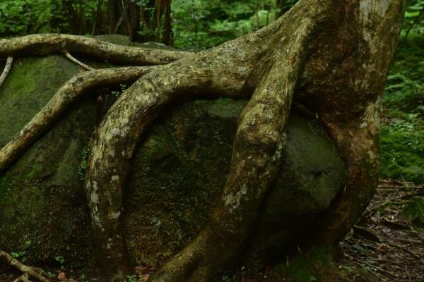 7-怪獣の足-加藤邦夫