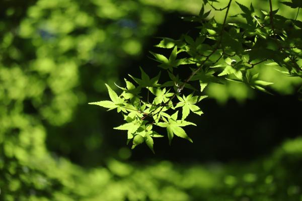 7-緑陰-斉藤幸子-2