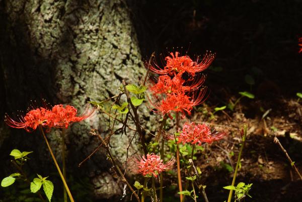 ７－日向の華 ―栗田幸三郎