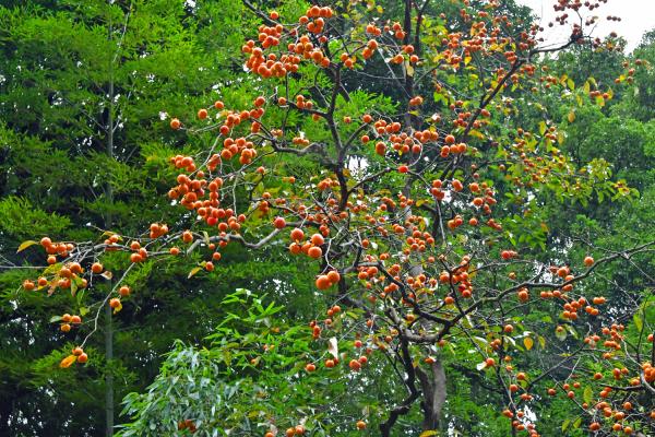 4-里の秋-堀米和夫-2