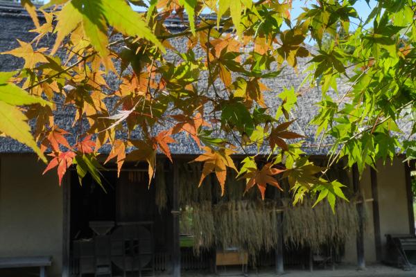 3-深まる秋ー山口順正-2