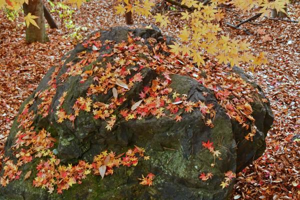 5-惜しむ秋-2 - コピー (2)