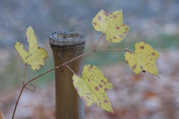 6-晩秋-斉藤幸子
