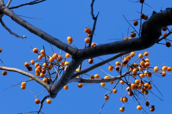 1-残る者たち-久積千秋　