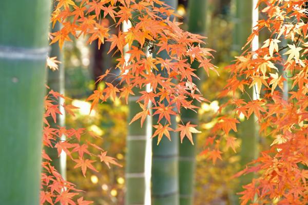 7-秋のなごり-堀米和夫