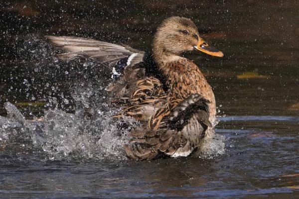 2-歓喜のしぶき-大原宏麗