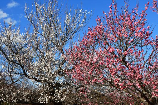 7-早春の華やぎ-堀米和夫-2