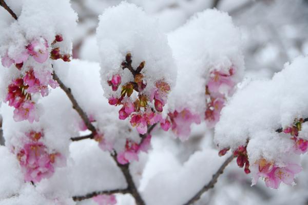 2-雪中花-堀米和夫