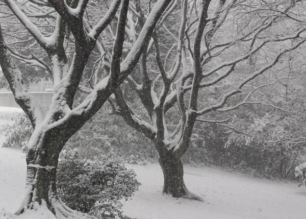 5-冬木立-八代一二