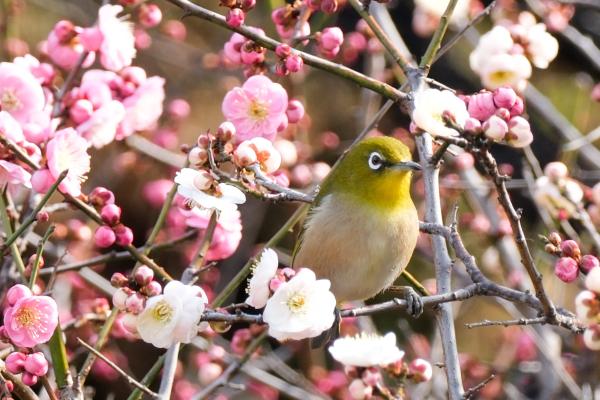 2-春の使い-久積千秋