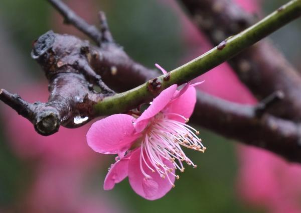 5-冷雨に耐える-山口順正