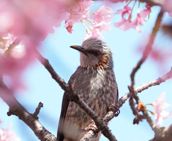 6-春を聴く-大原宏麗