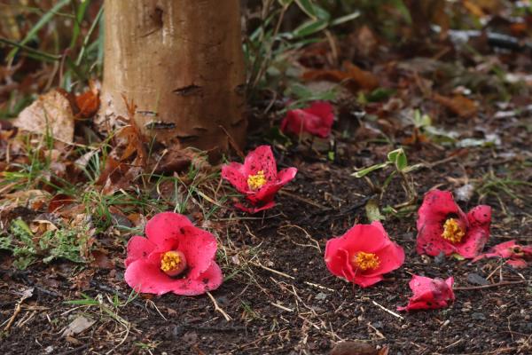 7-落ちてなお-斉藤幸子-2