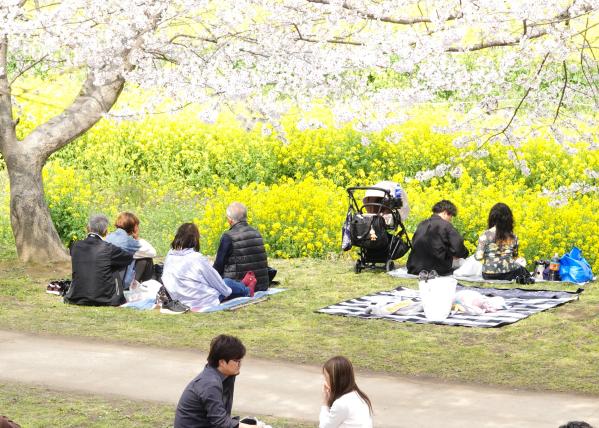 5-お花見ー八代一二