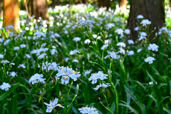8-木陰に白く-堀米和夫