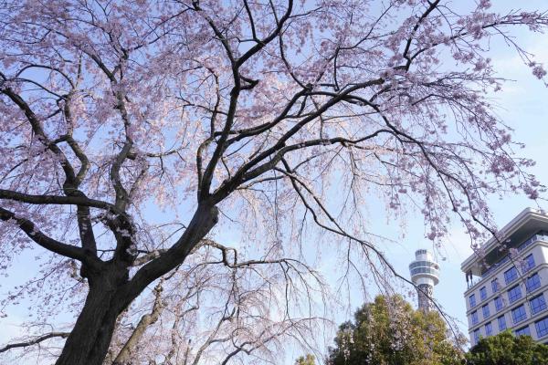 ２-浜の春-大原麗宏-2