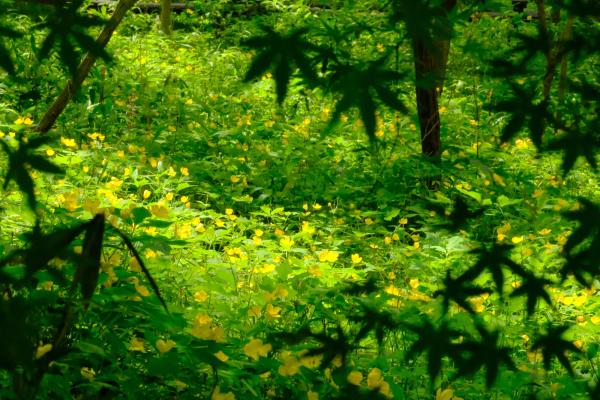 8-ひかりの庭-久積千秋-2