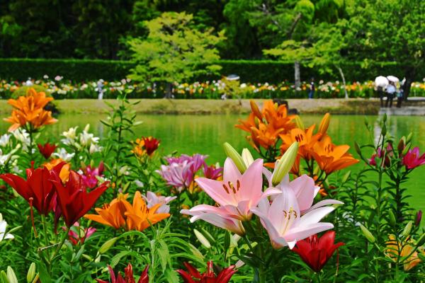 ６－咲き競い―堀米2