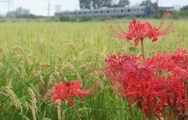 2-彼岸の頃-斉藤幸子
