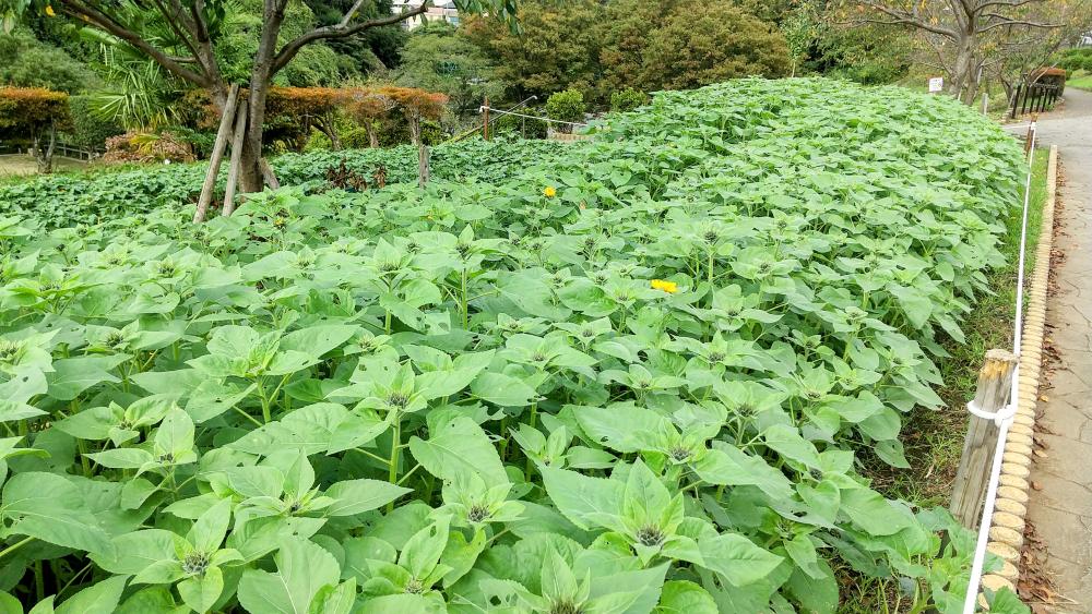 HORIZON_0001_BURST20251028125602466_COVER-EDIT