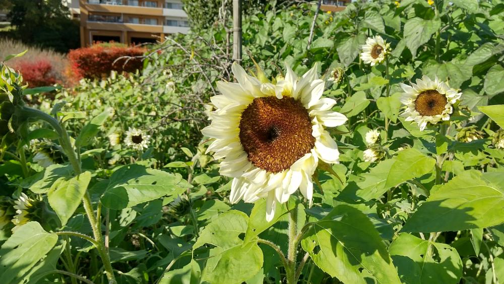 HORIZON_0001_BURST20251121121420234_COVER