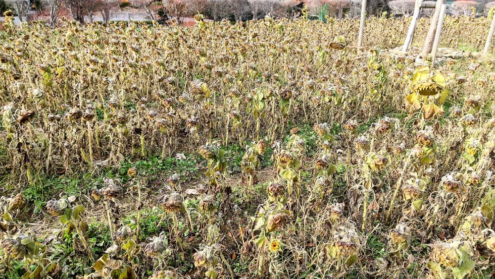 HORIZON_0001_BURST20260107143339377_COVER-EDIT