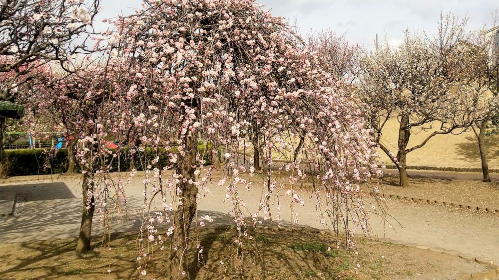 IMG_0001_BURST00120260224135004-EDIT