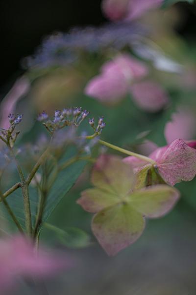 3梅雨の華やぎ (1)