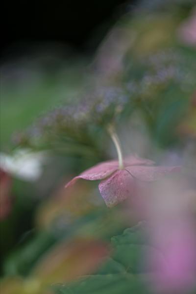 3梅雨の華やぎ (2)