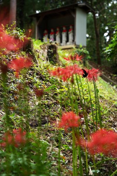 10野口ー里山に咲く